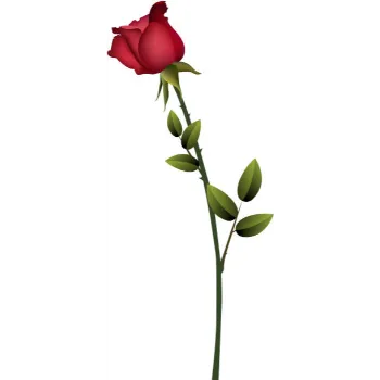 Natural Red Rose 